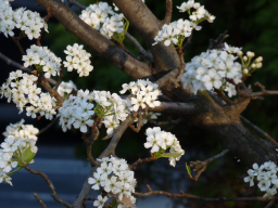 Fall Flowers_2
